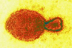 Virus mới phát hiện ở Trung Quốc nguy hiểm thế nào?