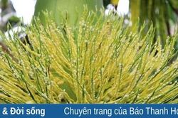 Hương cau… nhớ ngoại