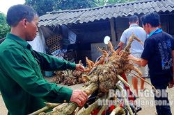 Văn Quan: Tăng cường ngăn chặn khai thác cây rừng tự nhiênTin khácÝ nghĩa qua các chuyến sinh hoạt về nguồnĐảm bảo cơ sở vật chất đón năm học mới