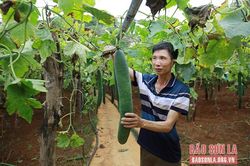 Học Bác không để đói nghèo
