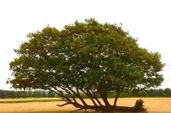 Tự lập
