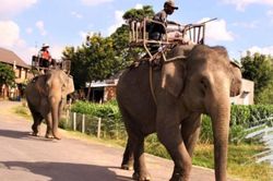 Sát hại động vật hoang dã, vật nuôi: Sai lầm gắn với cái ác!
