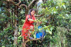 Đưa cây chè Tủa Chùa vào cuộc sống