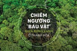 Chiêm ngưỡng 'báu vật' giữa đồng xanh ở Thanh Hóa