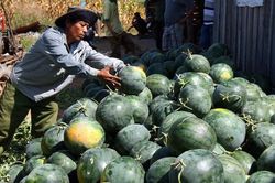 Sắp ký nghị định thư xuất khẩu chính ngạch nhiều loại trái cây sang Trung Quốc