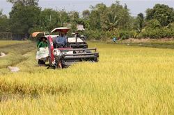 Kiên Giang dự kiến sản lượng lúa vượt kế hoạch 4,4 triệu tấn