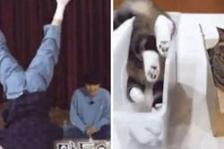 Không thể tin những lúc Suga BTS hành động giống mèo đến thế