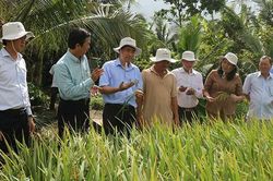 Triển vọng từ mô hình liên kết sản xuất lúa giống Đài Thơm 8