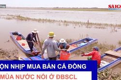 Nhộn nhịp mua bán cá đồng mùa nước nổi ở ĐBSCL