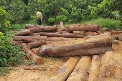 Kiểm lâm 'đột kích' nhà xưởng ở biên giới, phát hiện 100 lóng gỗ nghi nhập lậu