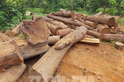 Gia Lai: Xác minh vụ người dân cất giữ 76 lóng gỗ trong rẫy