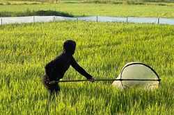 Hà Tĩnh: Kiếm tiền triệu nhờ… 'tôm bay'