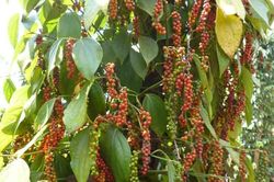 Giá tiêu đứng yên, thị trường khan hàng