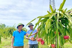'Triệu phú' vùng gò đồi Vĩnh Thủy