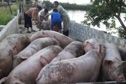 Giá heo hơi hôm nay 21/8: Dao động trong khoảng 62.000 - 71.000 đồng/kg