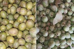 Loại quả dại thành đặc sản ở phố, khách đặt bán không kịp