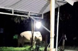 Voi rừng xuất hiện, ăn măng, chuối của dân