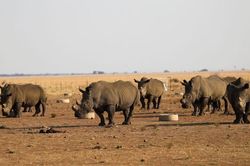 IUCN: Hơn 2.700 con tê giác bị săn bắn tại châu Phi trong 4 năm