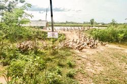 Trình diễn thành công mô hình nuôi vịt biển an toàn sinh học