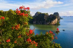Sắc hoa bông mộc trên Vịnh Hạ Long