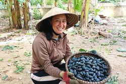 Đặc sản Hà Tĩnh vào mùa, hái đến đâu bán hết tới đó, người dân thu tiền triệu