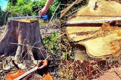 Chấn động: Cán bộ BQL bảo tồn Kẻ Gỗ chặt phá rừng nguyên sinh
