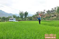 Nông dân Sông Mã chủ động chăm bón lúa mùa