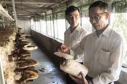 Kinh tế Nông nghiệp - Nông thôn Hợp tác xã chuỗi giá trị