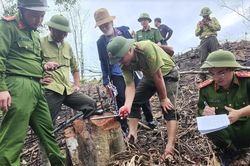 Điều tra vụ cán bộ Khu bảo tồn thiên nhiên Kẻ Gỗ thuê người phá rừng