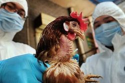 Quảng Ngãi phát hiện ổ dịch cúm A/H5N1 với đàn gà 3.300 con