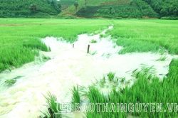 Thái Nguyên: Mưa dông gây thiệt hại gần 2,5 tỷ đồng