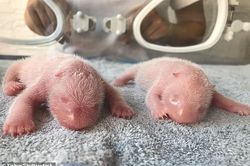Cặp gấu trúc được sinh ra bằng phương pháp thụ tinh nhân tạo