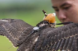 Dùng flycam, định vị GPS huấn luyện 'sát thủ bầu trời'