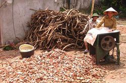 Loài cây không hái lá buổi trưa, báu vật làm giàu ẩn dưới tán rừng
