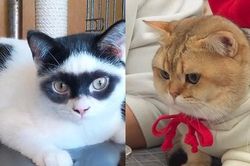 Những người bạn bốn chân 'bỏ bùa' dân mạng: Chú mèo đeo mặt nạ như người hùng Zorro!