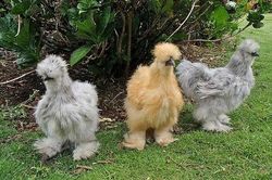 Top 10 loài động vật kỳ lạ hiện còn sinh sống trên Trái Đất