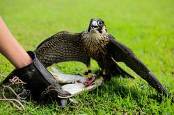 Trò chơi huấn luyện 'sát thủ bầu trời' ở Hà Nội
