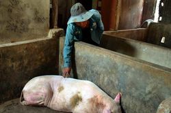 Lợn ở Quảng Ngãi chết hàng loạt sau khi tiêm vắc-xin phòng dịch