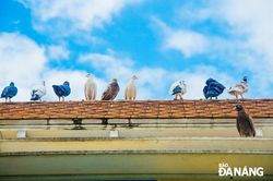 Hơn thập kỷ chăm sóc chim bồ câu ở công viên Biển Đông