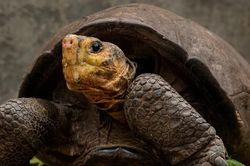 Bốn con rùa khổng lồ Galapagos bị giết