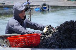 Ngâm mình dưới sông bắt vẹm đen, ngư dân kiếm tiền triệu mỗi ngày