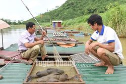 Bảo tồn, nhân rộng các giống cá quý hiếm