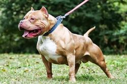 Đang cho chó Pitbull ăn, nữ chủ nhà bị tấn công tới tử vong