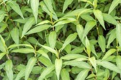 Rau răm- rau gia vị, vị thuốc quý