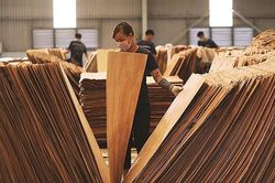 Xuất khẩu gỗ dán sang Mỹ gặp khó
