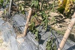 Nông dân khóc ròng vì ruộng bí bị kẻ gian phá hoại