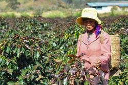 Vụ mùa đen thối rữa