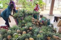 Sản xuất nông nghiệp theo tiêu chuẩn hữu cơ
