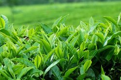Giá xuất khẩu chè của Việt Nam tăng hơn 50% trong tháng 8
