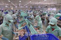 Xuất khẩu tôm và cá tra tăng trưởng trái chiều